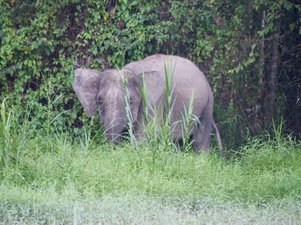 Pygmy elephant Borneo