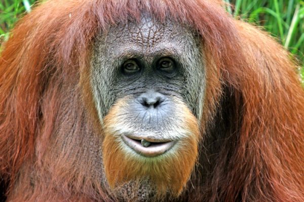Orangutan in Sumatran